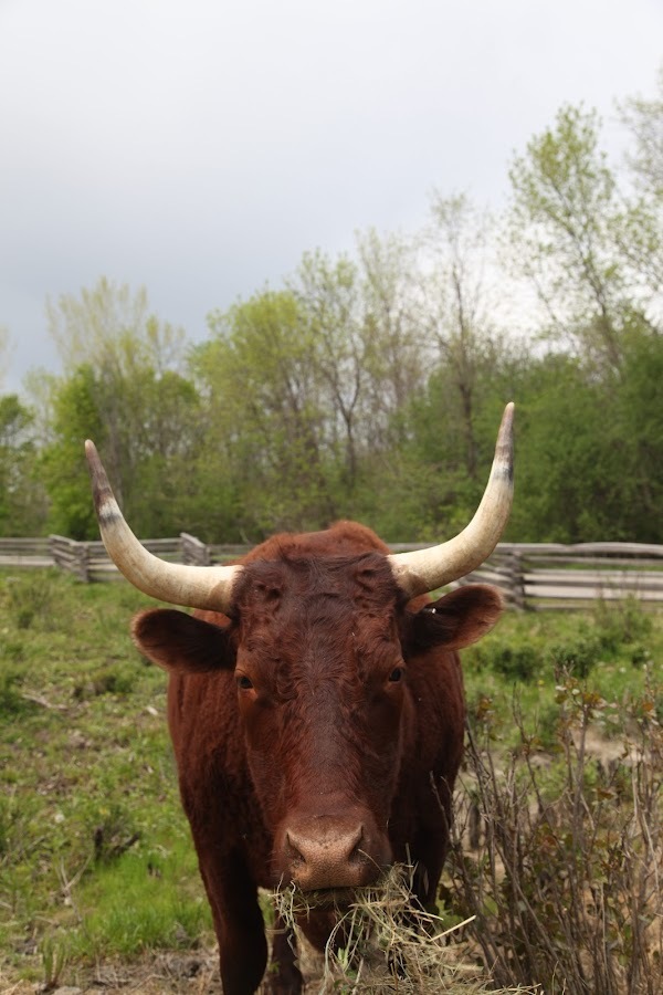 Pas farouche, plutôt sympa, et un sourire énigmatique.
— Fort Ticonderoga, NY Mai 2021