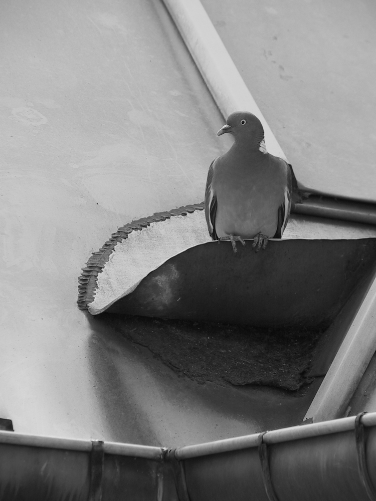 D'habitude, je n'aime pas les pigeons; mais celui là n'était pas pareil, je ne sais pas pourquoi.
— Paris, 2004