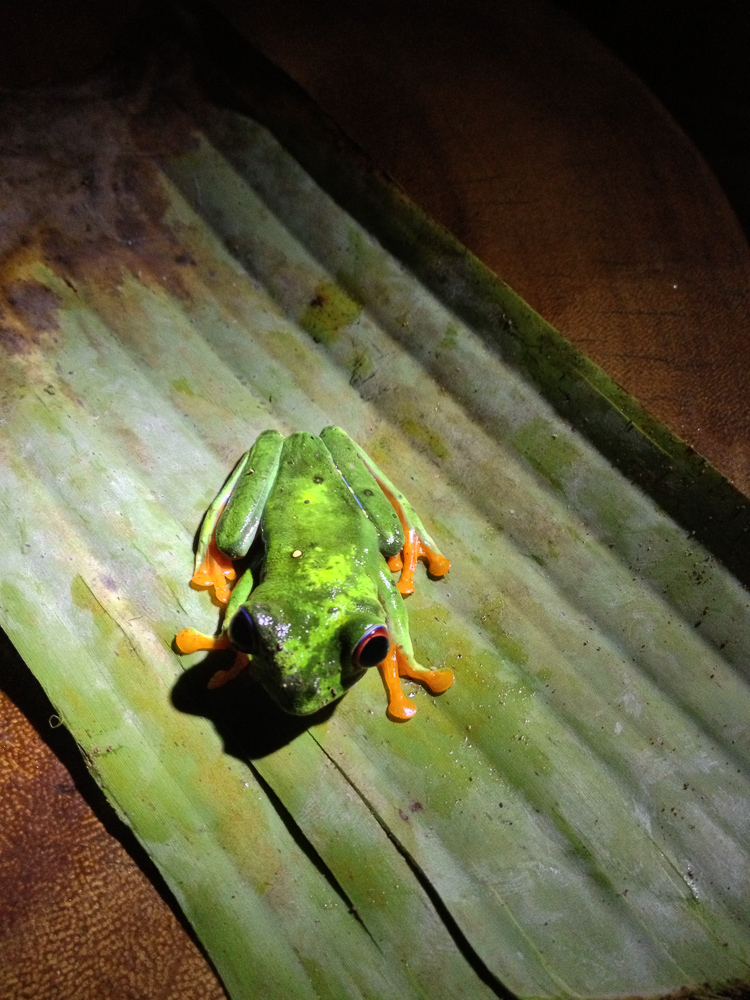 Bien qu'étant parti avec un vrai appareil photo, je me suis trouvé complètement dépourvu quand notre guide nous a remonté cette petite grenouille pendant le repas. Du coup c'est l'iPhone qui m'a dépanné.

San Bananito Lodge - Costa Rica