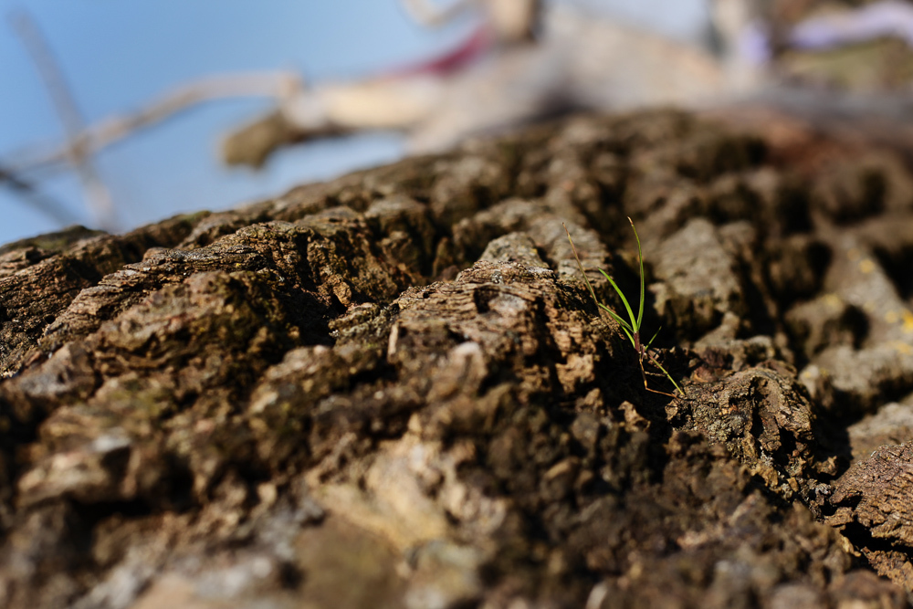 Détail de l'herbe qui pousse dans un tronc d'arbre abattu.