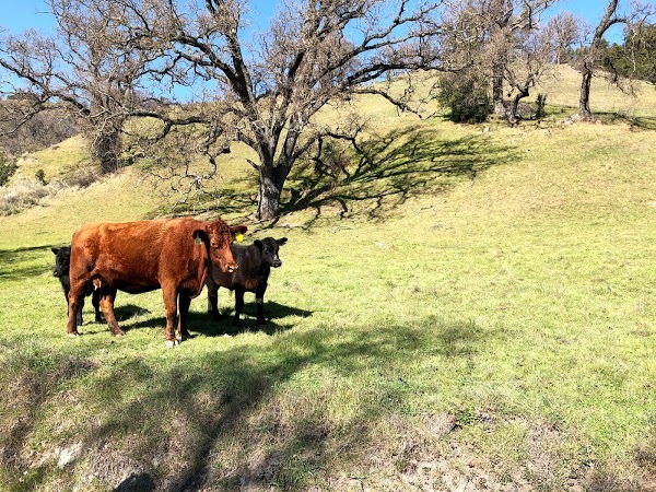 Randonnée dans un paysage aux airs de fond d'écran pour Windows XP, les vaches en plus.
— Sunol, CA. Février 2020.